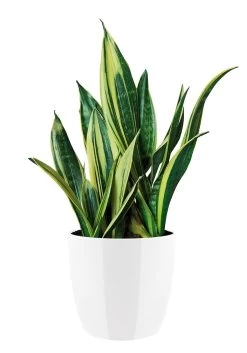 Bloempot Elho Brussels Diamond Rond 22cm - Wit -Tuin Verkoop brussels diamond rond 22cm bloempot wit 6 20