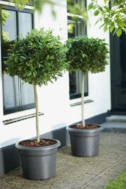 Bloempot Elho Green Basics Cilinder 65cm - Living Black -Tuin Verkoop green basics cilinder 65cm bloempot living black 7 16