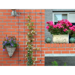 Nature - Metalen Klimrek Geplastificeerd Grijs H145x72,5cm -Tuin Verkoop nature metalen klimrek geplastificeerd grijs h145x72 5cm 3 2