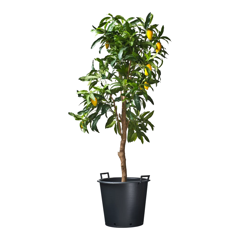 Nature - Ritzi Container Zwart 50L - Met Handgreep 3 Nature - Ritzi Container Zwart 50L - Met Handgreep - Afbeelding 3