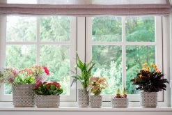 Bloempot Thies - D19 X H17cm - Olijf Groen -Tuin Verkoop pot thies olive green d19 h17 bloempot 7 9