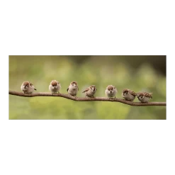 Tuinposter 7 Mussen Op Tak - 110x45cm