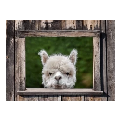 Tuinposter Alpaca Doorkijk - 80x60cm