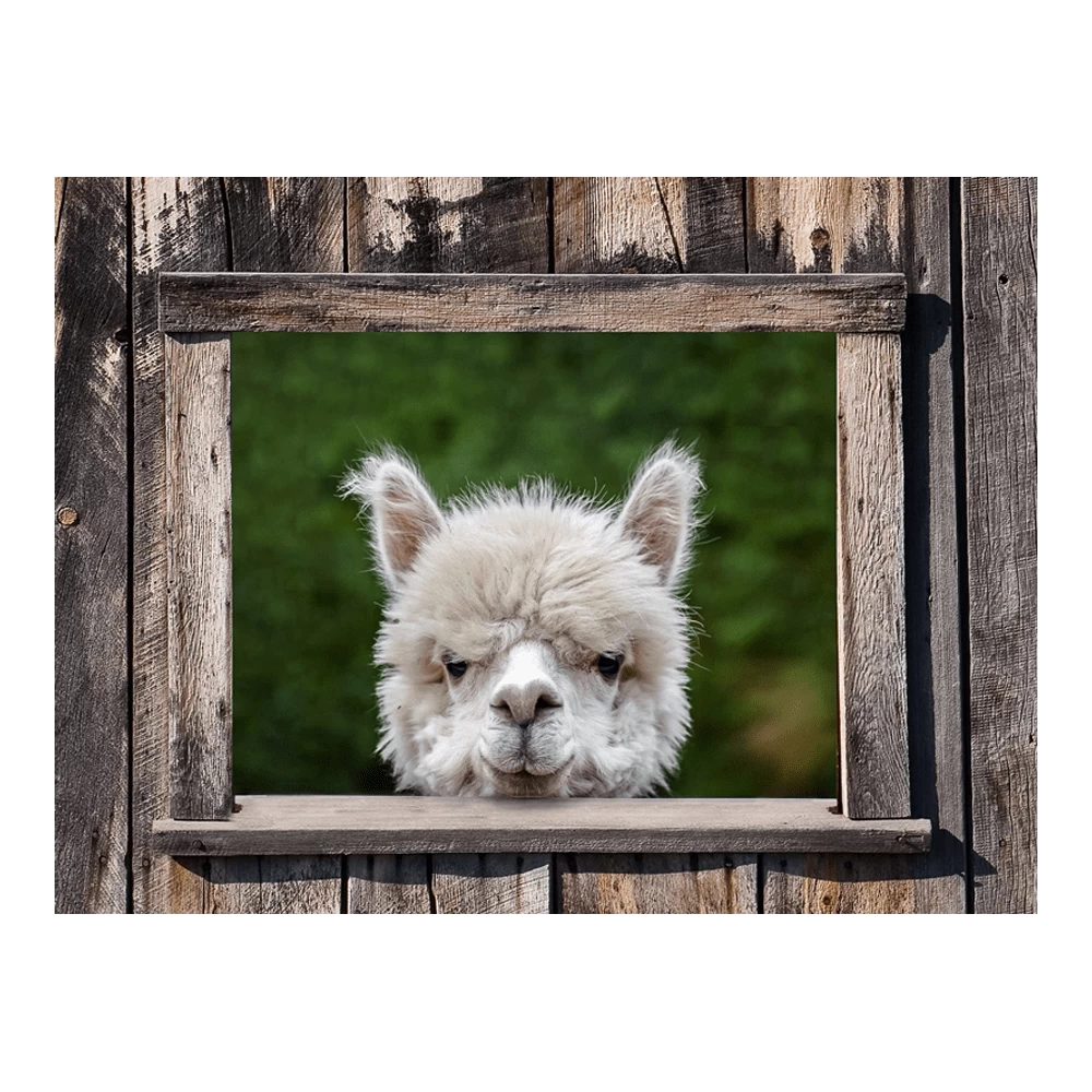 Tuinposter Alpaca Doorkijk - 80x60cm 1 Tuinposter Alpaca Doorkijk - 80x60cm
