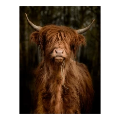 Tuinposter Longhorn Staand - L - 90x120cm