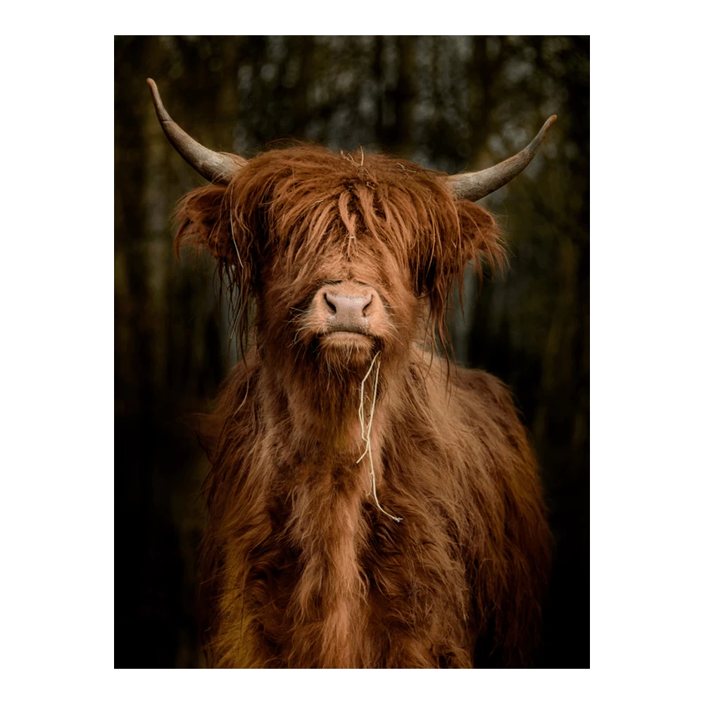 Tuinposter Longhorn Staand - L - 90x120cm 1 Tuinposter Longhorn Staand - L - 90x120cm