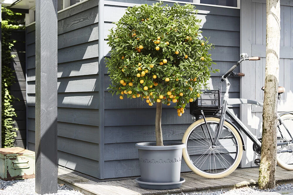 Plantenschotel Elho Universeel Rond 48cm - Antraciet 4 Plantenschotel Elho Universeel Rond 48cm - Antraciet - Afbeelding 4