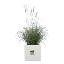 Elho Vivo Next Vierkant Wielen 40cm - Wit -Tuin Verkoop vivo next vierkant wielen 40cm wit 5 1